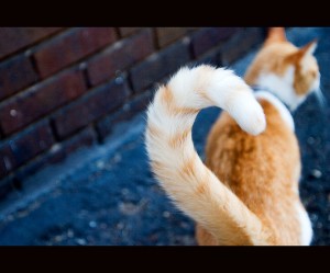 orange-cat-tail